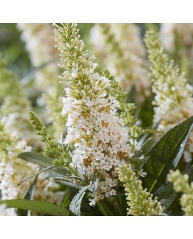 Arbre aux papillons Little White (Buddleja davidii) (Globe Planter)