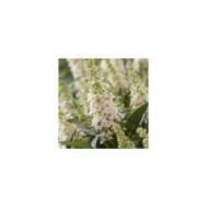 Arbre aux papillons Little White (Buddleja davidii) (Globe Planter)