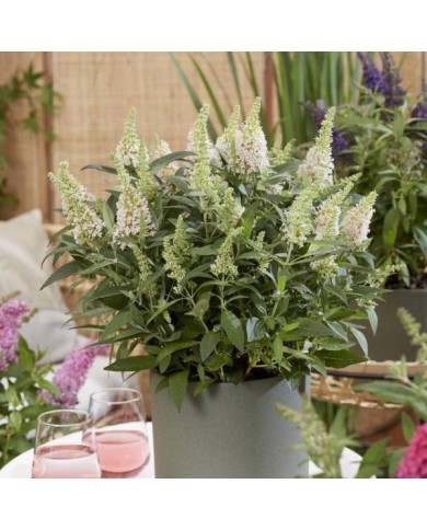 Arbre aux papillons Little White (Buddleja davidii) (Globe Planter)