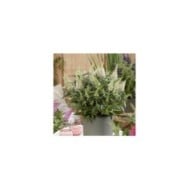 Arbre aux papillons Little White (Buddleja davidii) (Globe Planter)