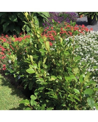 Griséline du littoral - Griselinia littoralis Redge 'COV' (GLOBE PLANTER)