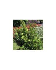 Griséline du littoral - Griselinia littoralis Redge 'COV' (GLOBE PLANTER)