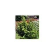 Griséline du littoral - Griselinia littoralis Redge 'COV' (GLOBE PLANTER)
