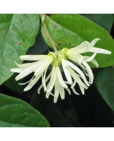 Loropetalum chinense - Fleurs blanches - Flickr - HQ