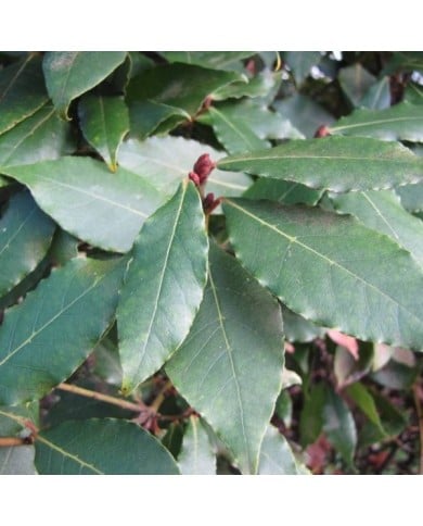 Laurus nobilis - Laurier sauce (Forest and Kim Starr)