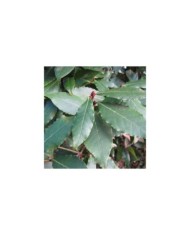 Laurus nobilis - Laurier sauce (Forest and Kim Starr)
