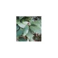 Laurus nobilis - Laurier sauce (Forest and Kim Starr)