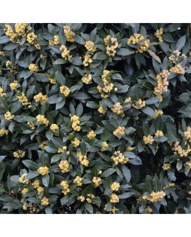 Laurier sauce - Floraison (Hans Hillewaert)