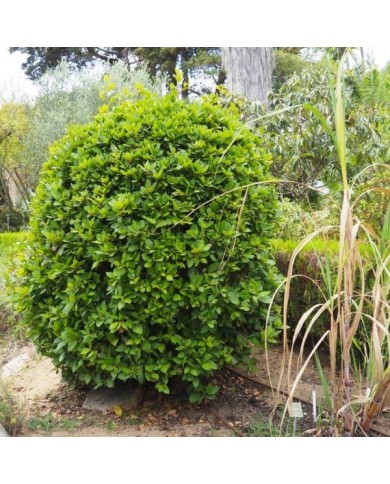 Laurus nobilis - Laurier sauce (Teresa Grau Ros)