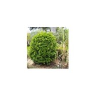 Laurus nobilis - Laurier sauce (Teresa Grau Ros)