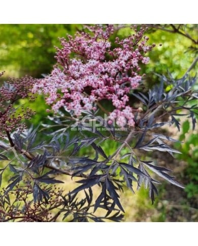 Sambucus nigra BLACK LACE 'Eva' (Sapho)