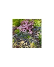 Sambucus nigra BLACK LACE 'Eva' (Sapho)