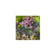 Sambucus nigra BLACK LACE 'Eva' (Sapho)