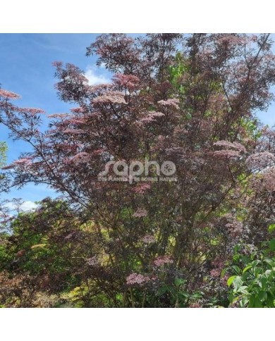 Sambucus nigra BLACK LACE 'Eva' (Sapho)