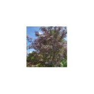 Sambucus nigra BLACK LACE 'Eva' (Sapho)