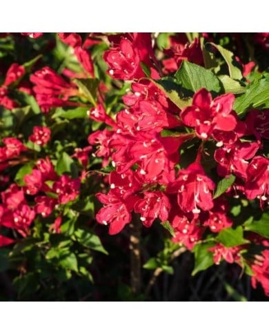 Weigélia Bristol Ruby - fleurs (F.D. Richards)