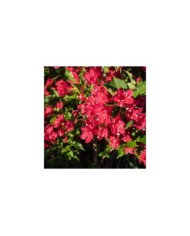 Weigélia Bristol Ruby - fleurs (F.D. Richards)