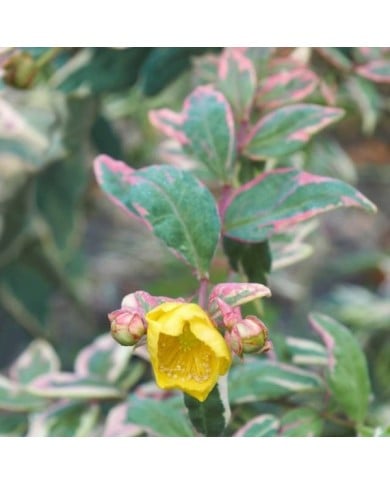 Hypericum moserianum 'Tricolor' - Mileperthuis (nickkurzenko / Adobe Stock)