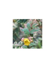Hypericum moserianum 'Tricolor' - Mileperthuis (nickkurzenko / Adobe Stock)