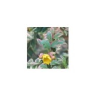 Hypericum moserianum 'Tricolor' - Mileperthuis (nickkurzenko / Adobe Stock)