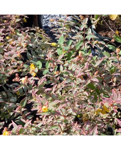 Millepertuis Tricolor (Hypericum moserianum) (David J. Stang / Wikimedia)