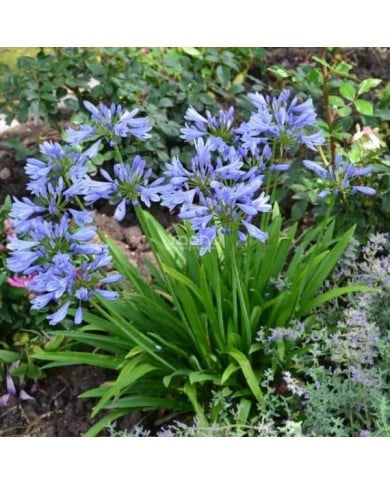 Agapanthus PITCHOUNE® Blue 'SCRAREY09' (Sapho)