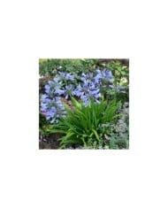 Agapanthus PITCHOUNE® Blue 'SCRAREY09' (Sapho)