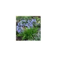Agapanthus PITCHOUNE® Blue 'SCRAREY09' (Sapho)