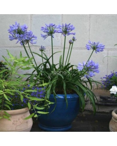 Agapanthus PITCHOUNE® Blue 'SCRAREY09' - en pot (Sapho)