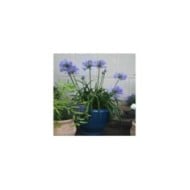 Agapanthus PITCHOUNE® Blue 'SCRAREY09' - en pot (Sapho)