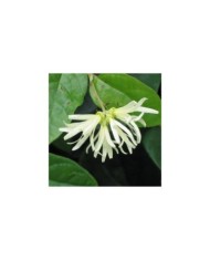 Loropetalum chinense - Fleurs blanches - Flickr - HQ