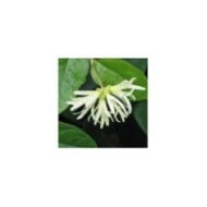 Loropetalum chinense - Fleurs blanches - Flickr - HQ