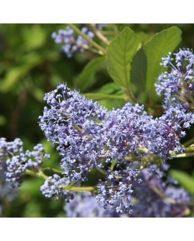 Ceanothus x delilianus  'Gloire de Versailles' (hcast / Adobe Stock)