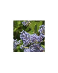 Ceanothus x delilianus  'Gloire de Versailles' (hcast / Adobe Stock)