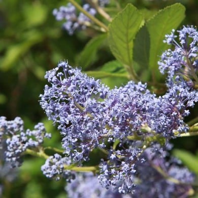 Ceanothus x delilianus  'Gloire de Versailles' (hcast / Adobe Stock)