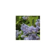 Ceanothus x delilianus  'Gloire de Versailles' (hcast / Adobe Stock)