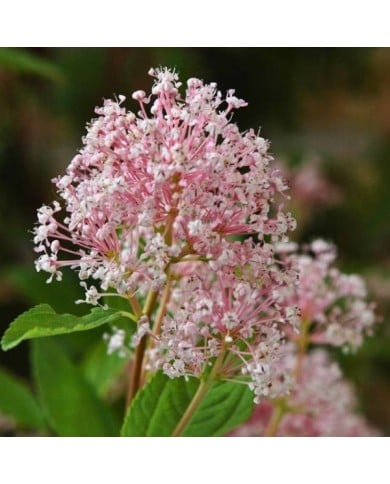 Ceanothus 'Marie Simon' (Wouter Hagens / Wikimedia)