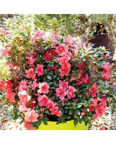 Azalée ENCORE® Princess - Azalea japonica Princess 'Roblea' - GLOBE PLANTER