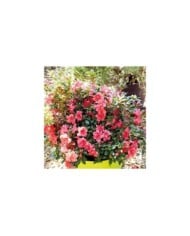 Azalée ENCORE® Princess - Azalea japonica Princess 'Roblea' - GLOBE PLANTER