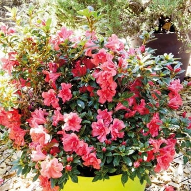 Azalée ENCORE® Princess - Azalea japonica Princess 'Roblea' - GLOBE PLANTER