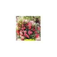 Azalée ENCORE® Princess - Azalea japonica Princess 'Roblea' - GLOBE PLANTER
