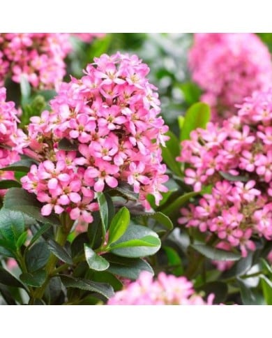 Escallonia laevis Pink Elle 'Lades' (Globe Planter)