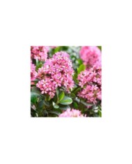Escallonia laevis Pink Elle 'Lades' (Globe Planter)