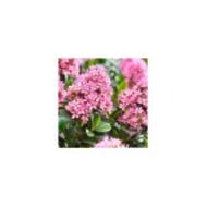 Escallonia laevis Pink Elle 'Lades' (Globe Planter)