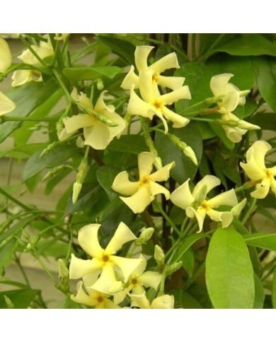 Jasmin étoilé jaune