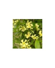 Jasmin étoilé jaune