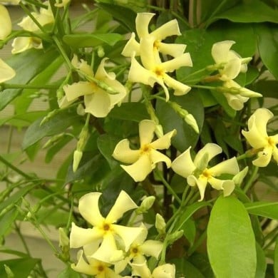 Jasmin étoilé jaune