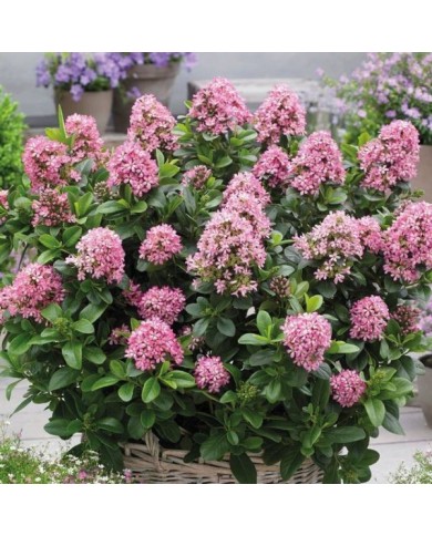 Escallonia laevis Pink Elle 'Lades' (Globe Planter)