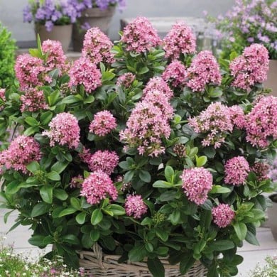 Escallonia laevis Pink Elle 'Lades' (Globe Planter)