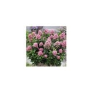 Escallonia laevis Pink Elle 'Lades' (Globe Planter)